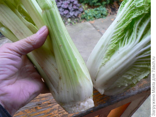 Это сорт Хруст, 2020г.