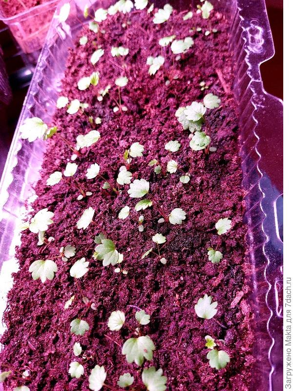 10х24 см - коробка от эклеров. Самые поздние всходы 26.02.