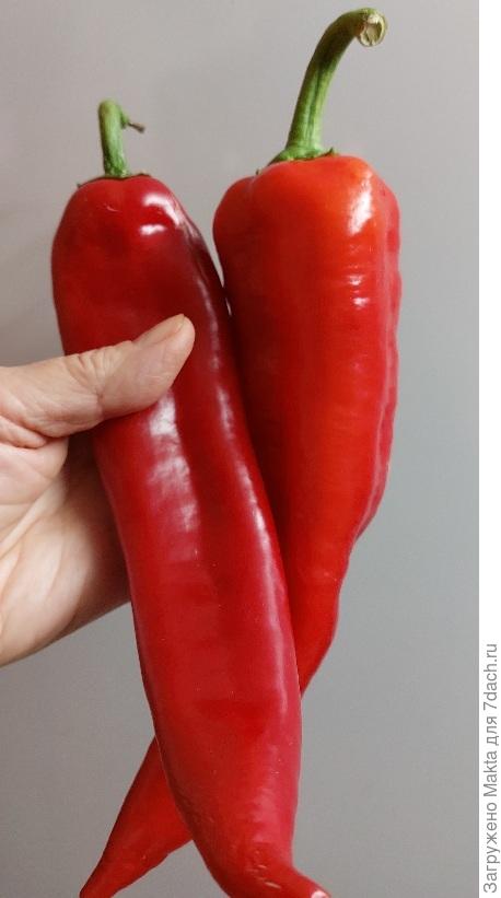 &quot;Маркони&quot;