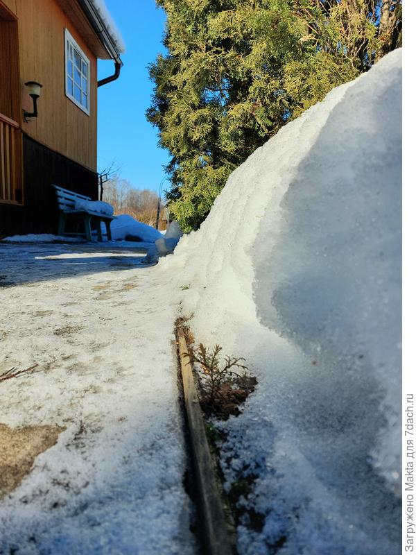 Оттаяла туя Смарагд из семечка. В апреле ей будет 3 года.