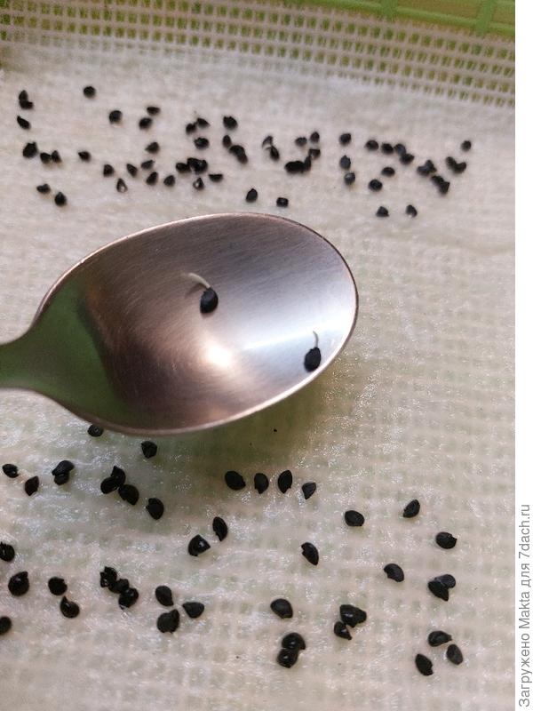 Даже переросли. Пора сажать.