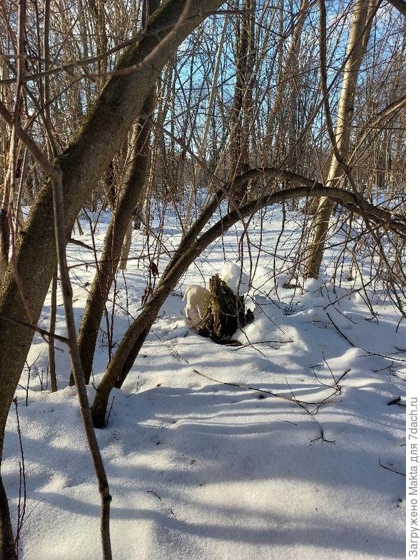 В лесу за участком. Около пенька собака что-то обнаружила.