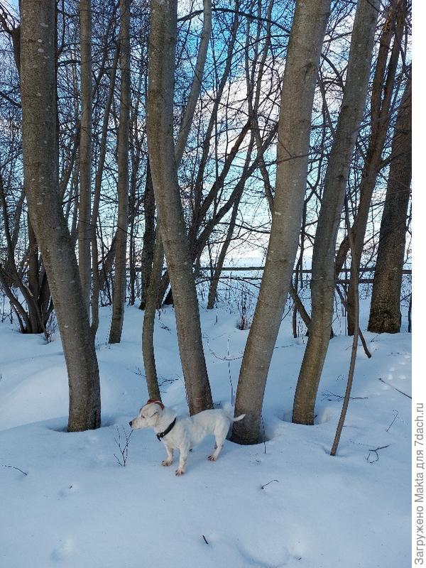 Вокруг ольхи образовались весенние круги