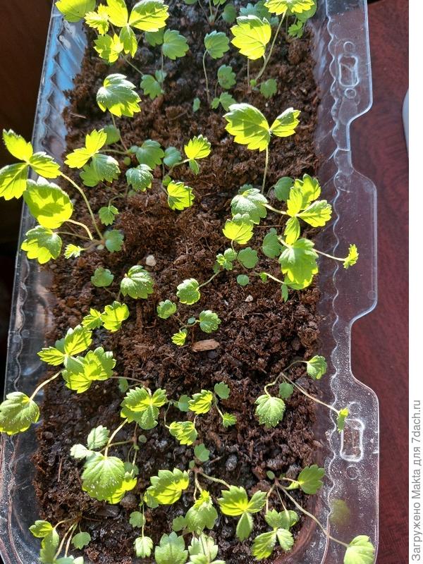 Пластиковая плошка, в кот.были эклеры:)