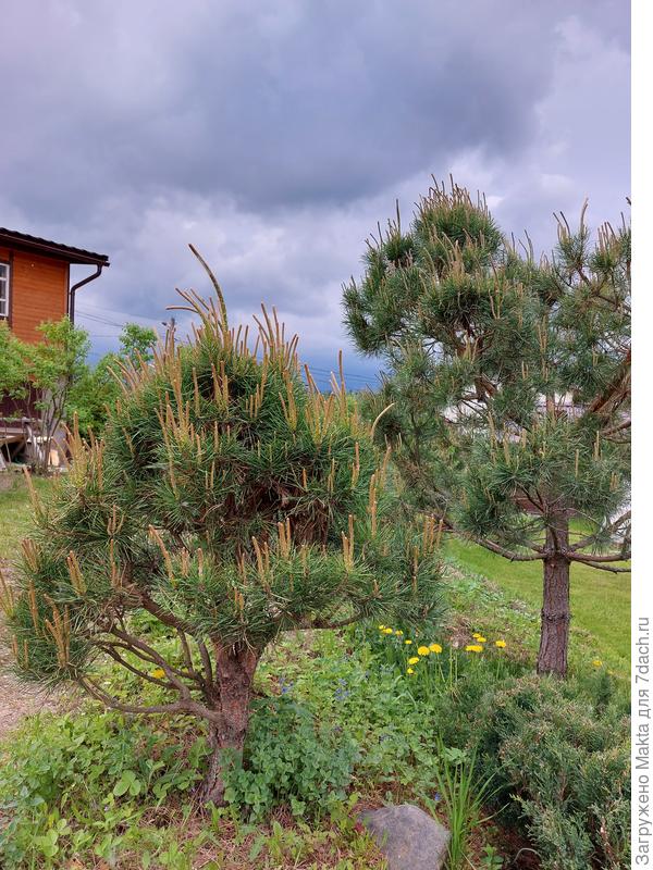 Слева сильная - 1/3 побега оставляется, справа внизу - центр. ветка удалена в прошлом году, высота 3м., прищипка на 1/2 побега первые 5 лет. Сейчас сильное - 1/3 оставляем.