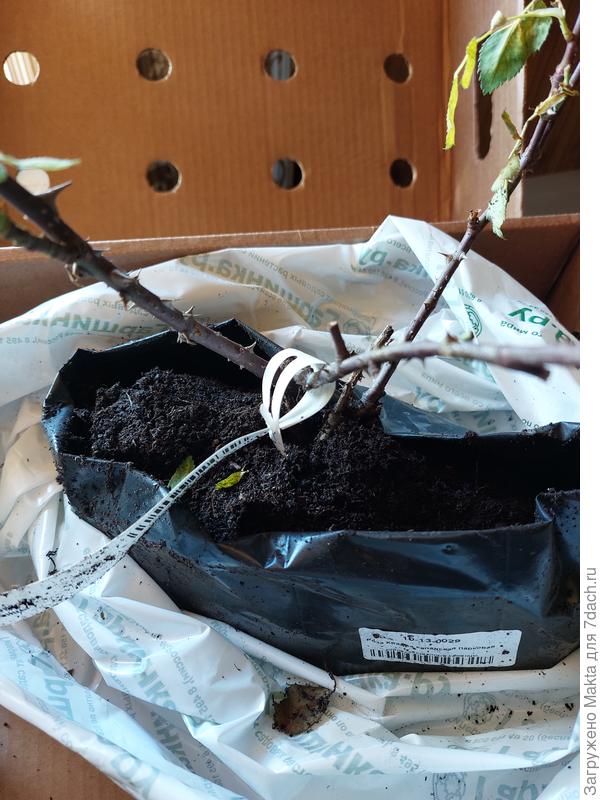 Корни не стянуты туго плёнкой, а зря.  Саженец болтался в коробке, не смотря на то, что его проложили бумагой. Корень не был достаточно туго зафиксирован, поэтому влага испарилась  по дороге.