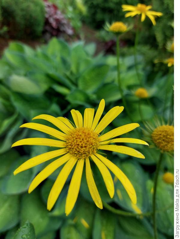 Дороникум Восточный, любитель полутени и влаги. Цветёт с середины мая до 40 дней.