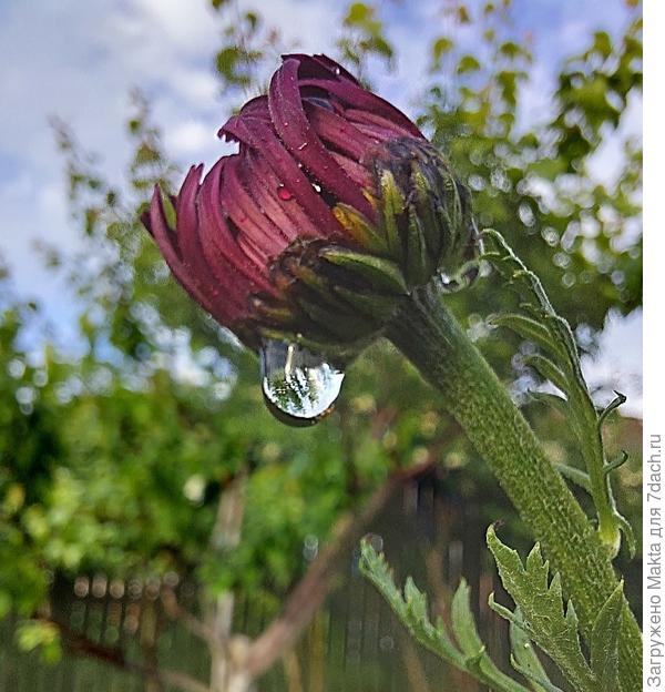 Умылся:) Бутон пиретрума Дуро