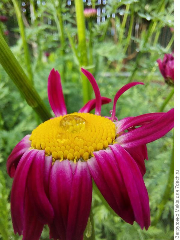 Пиретрум красный &amp;quot;Гиганты Робинсона&amp;quot; после дождя