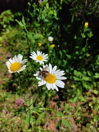Нивяник обыкновенный, цветёт у нас с мая по август.