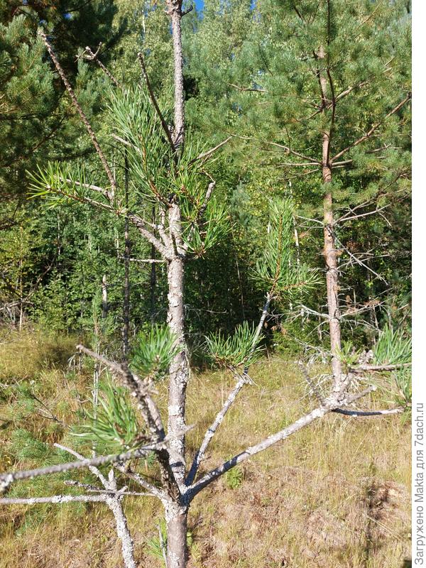 Сосна обыкновенная после &quot;лосиных зубов&quot;