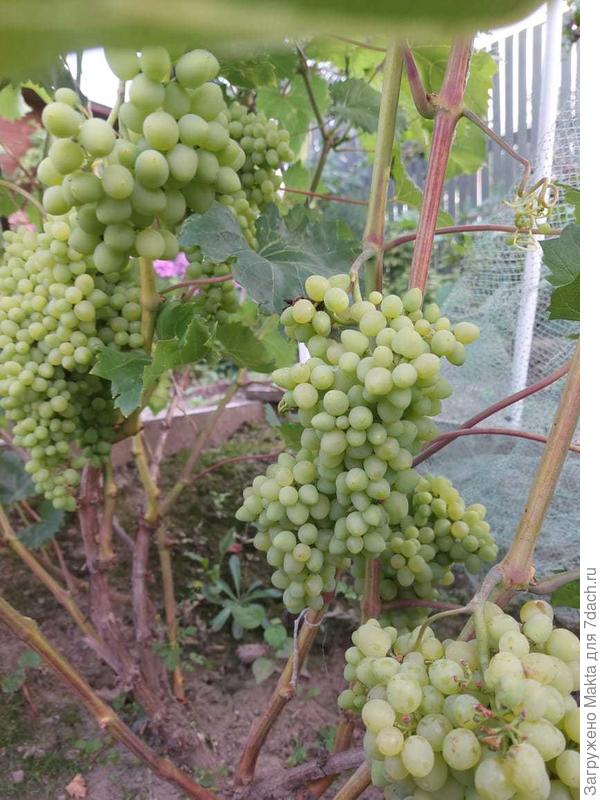 Кишмиш 342, посажен в 2019г. Первый урожай 2022г., август. Наливается. Укрыт сеткой, т.к. начали клевать птицы.