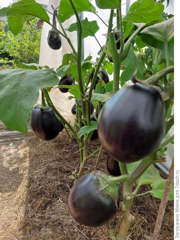 Двери с обоих торцов, удобно открываются до нужного размера.