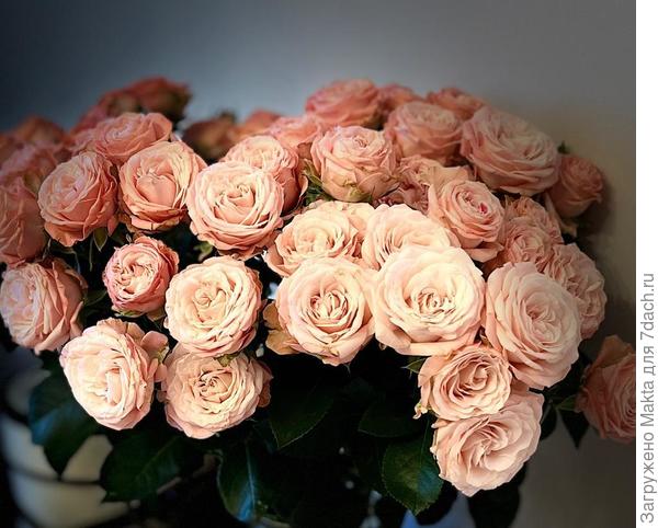 С Юбилеем, Танюша!