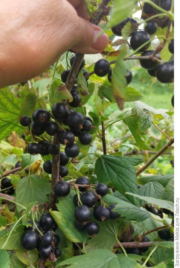 Селечинская