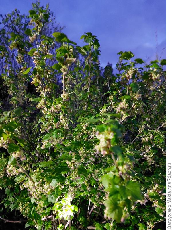 Памяти Равкина. Фото от 6 мая 2024г., 21-00, ночью ждём-6°.