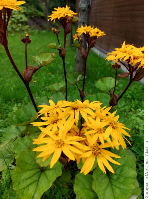 Бузульник зубчатый - любитель тенистых и полутенистых мест