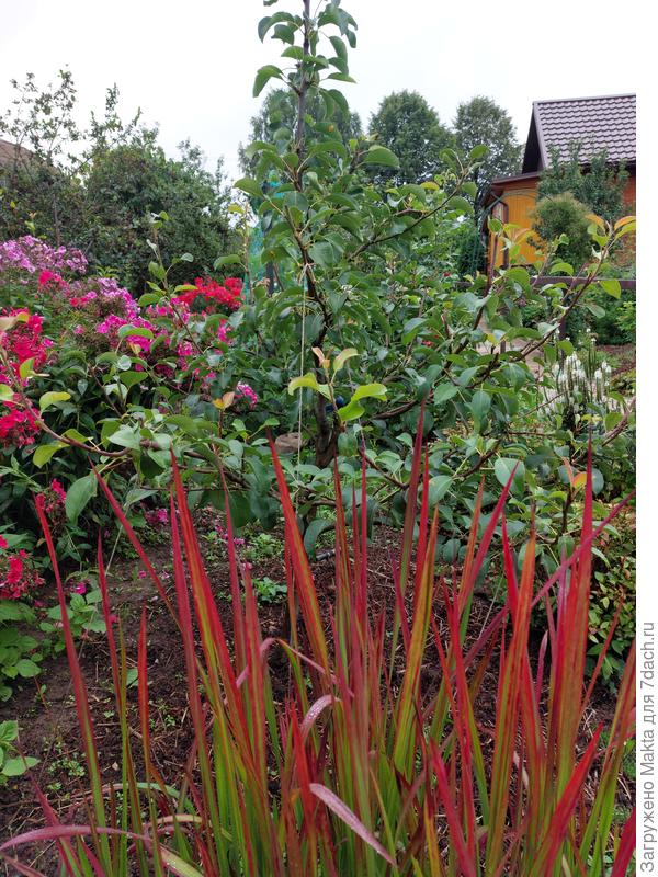 Императа тоже не боится дождей.