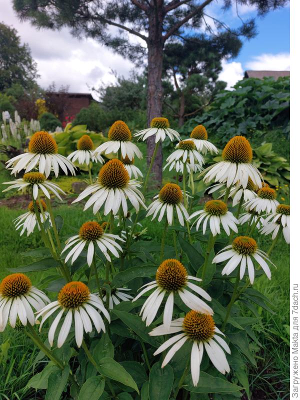 Рудбекия "Белый лебедь"