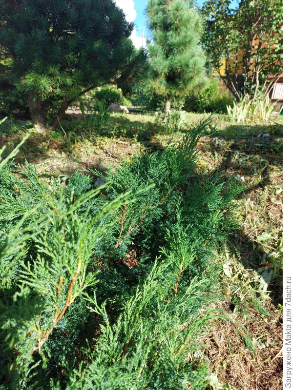 И иголки - не помеха.