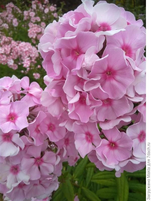 Без имени. Оттенки меняет при разном освещении.