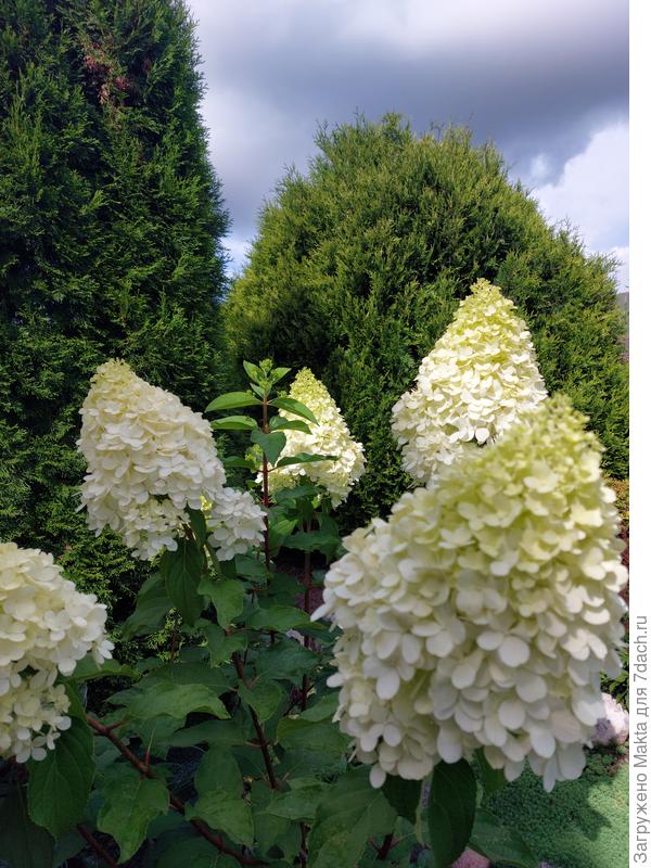 Белый медведь