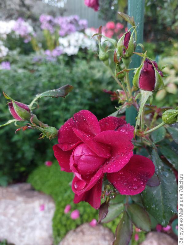 "Квадра", цветёт весь сезон. Устойчива к пятнистостям.