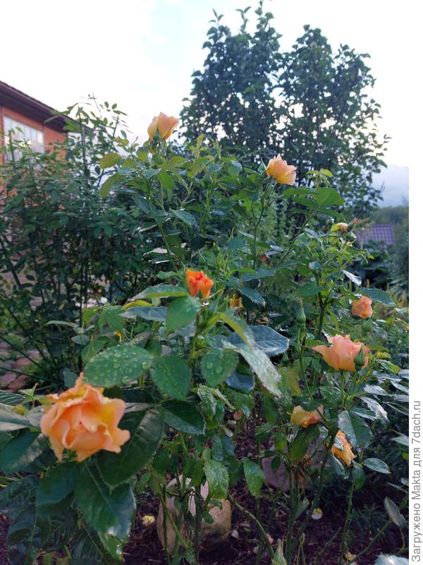 "Моден Санрайз"