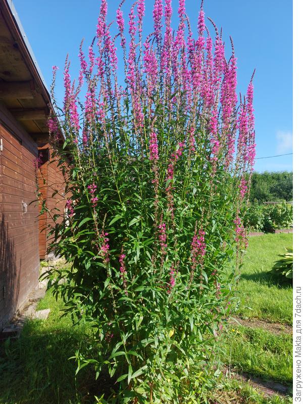 Дербенник иволистный. Сок листьев помогает справиться с порезали на коже.
