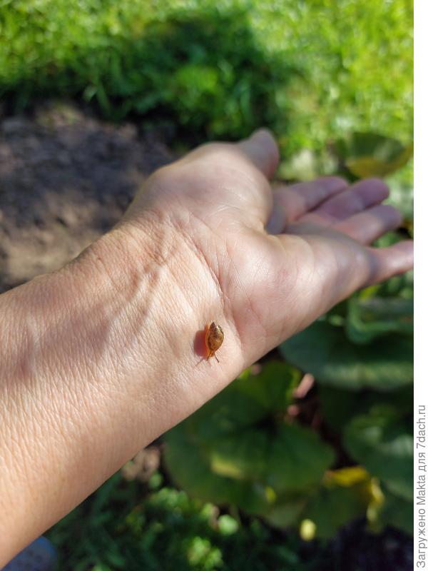 Нашла вчера того, кто съел середину листа. Очень быстро двигался:)но