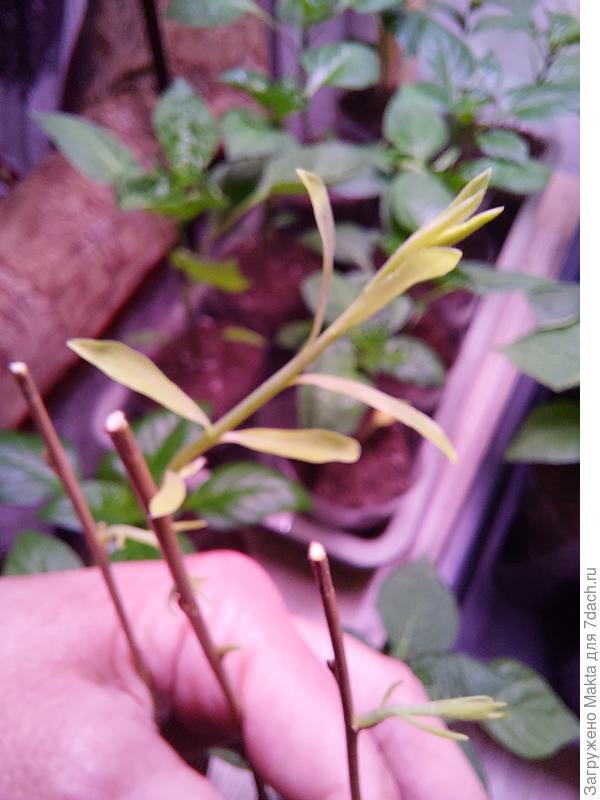 Листья не столь ярко-зеленые, какие должны быть. Постоит под лампой - исправится.