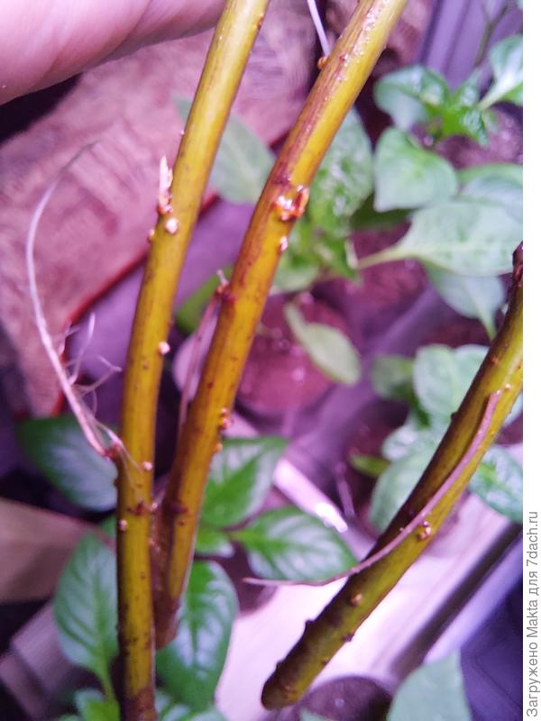 Укоренение в воде.