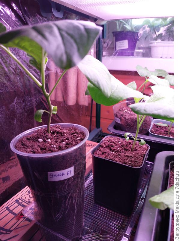 Все растения разного роста, потом откалибрую:)