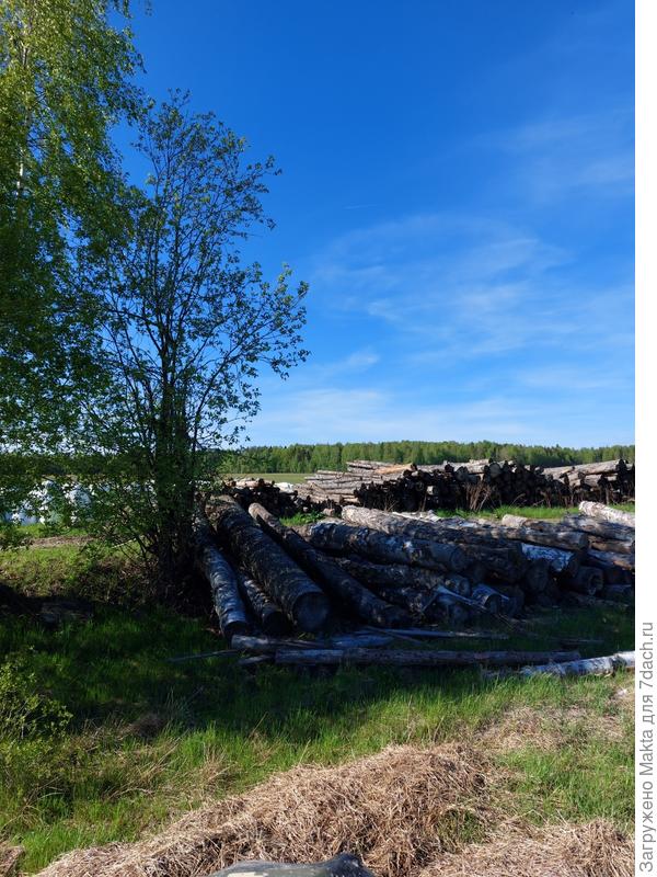 Лежит берёза, ольха, осина.