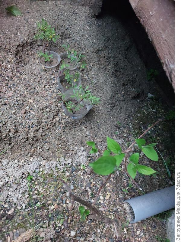 Тут спирея, цветущая белыми соцветиями и две гортензии Лайм Лайт..