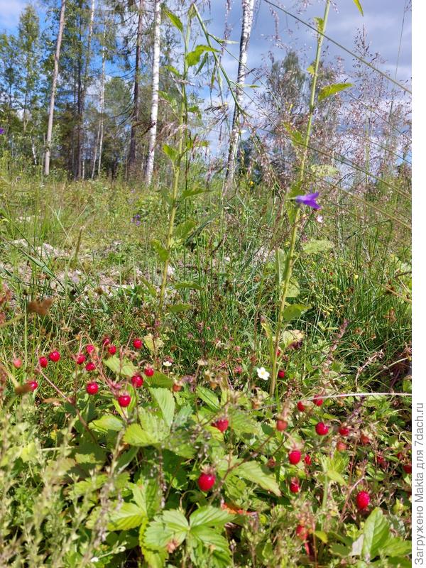 И вновь тихо и солнечно. Но прохладно, без комаров и мошки.