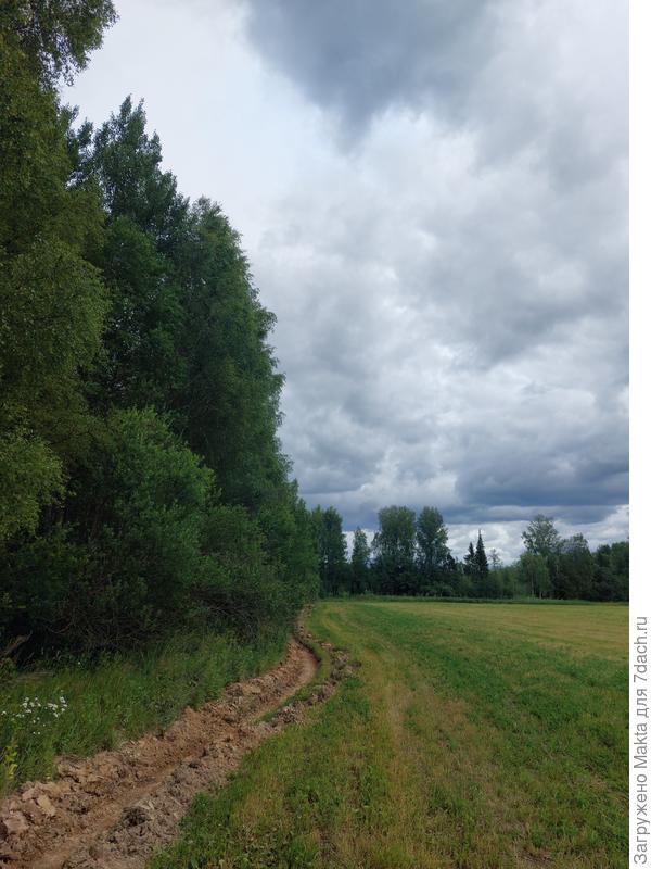 Такие траншеи делают по краю всех лесочков. При такой погоде дышится легко. Грибов нет, но грибница уже показалась, очень сухой лес.