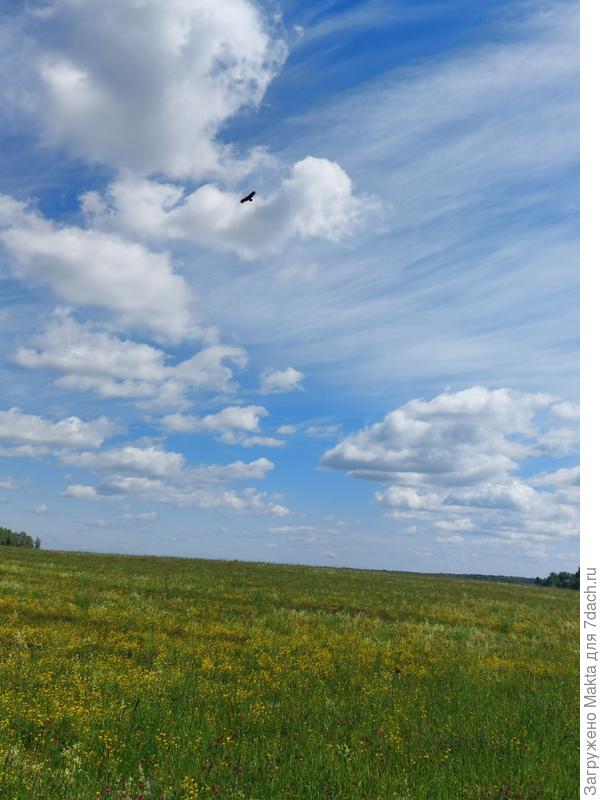 В бинокль рассматривала двух ястрбов позавчера, а потом его повесила на сук и пошла цветочки фотографировать.