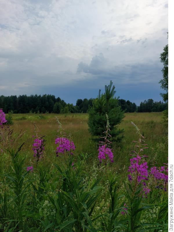 Кипрей уже расцвёл. Что-то очень рано.