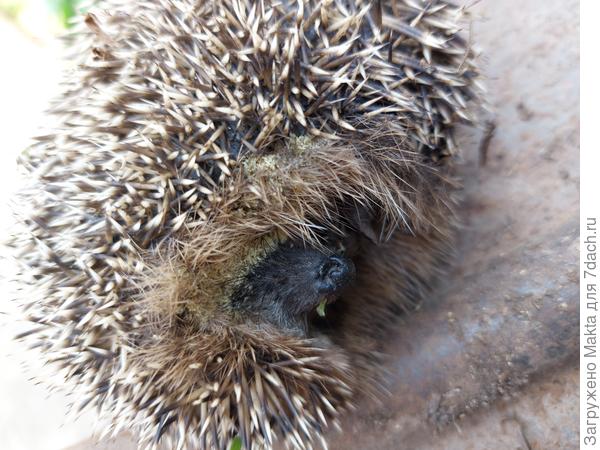 Покатала собака его недолго, весь в траве.