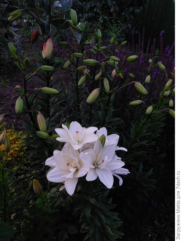 Вторая не цветёт, да и ладно. Это ещё 11.07. Вообще не пахнет:)