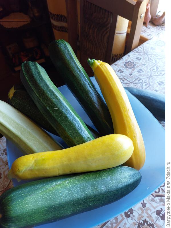 Они все цуккини - Оранжевый король - сорт, Комо, Кавилли, Диамант, Блэк цуккини - гибриды..