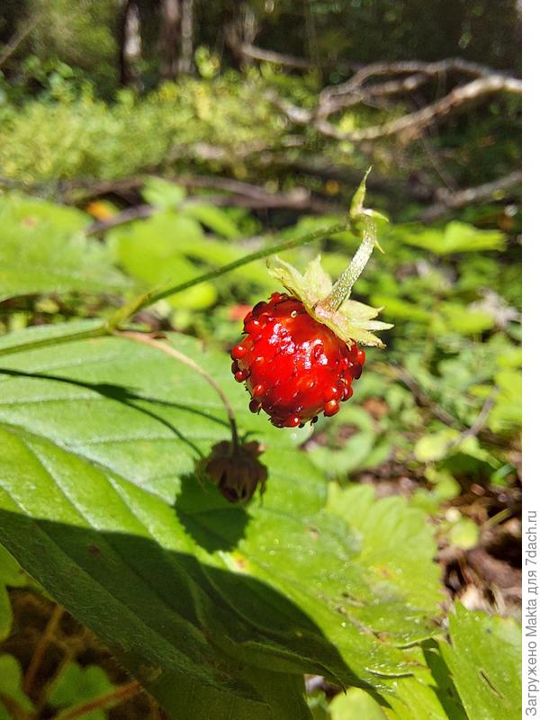 Под ногами ещё много земляники.