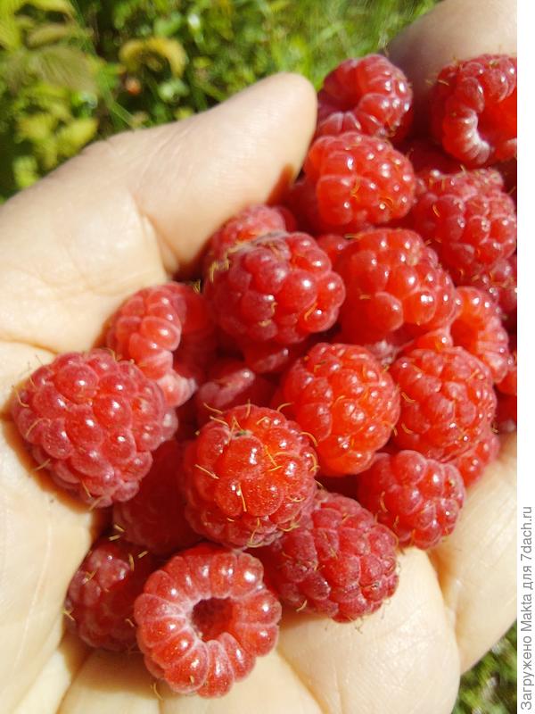 Вот она, лесная малина 2025 г.