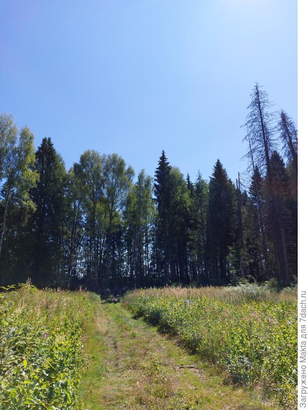 Это зимняя вырубка, окружённая небольшой полосой деревьев. Тут свой микроклимат, тут теплее.