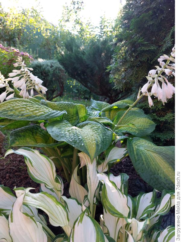 Хостам "Альба" и "Братишка Стефан" погода любая подходит:)