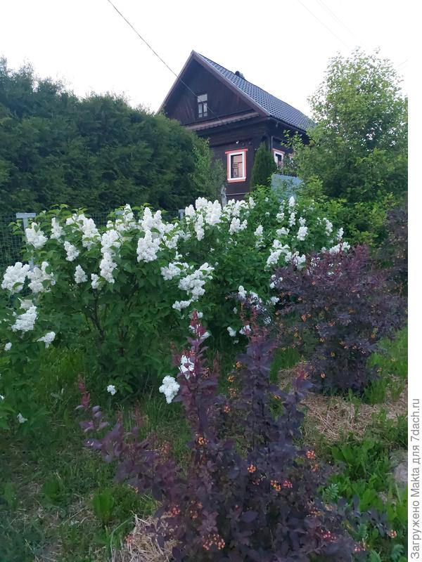 Краснолистные барбарисы пересадила за забор, затем идёт сирень Мадам Лемуан, затем уже туи Брабанты на самом участке.