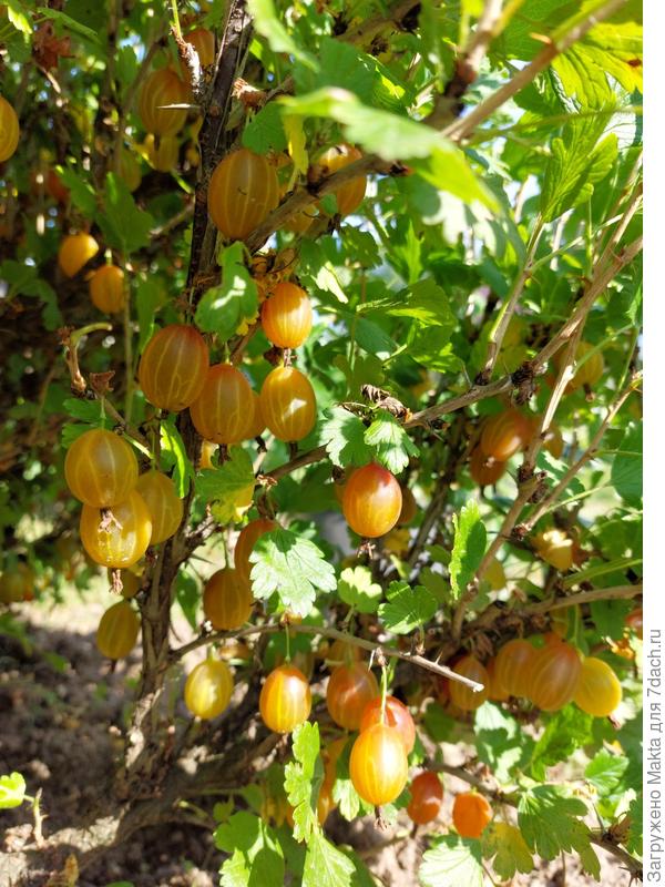 Крыжовник Машека нежится на солнце.