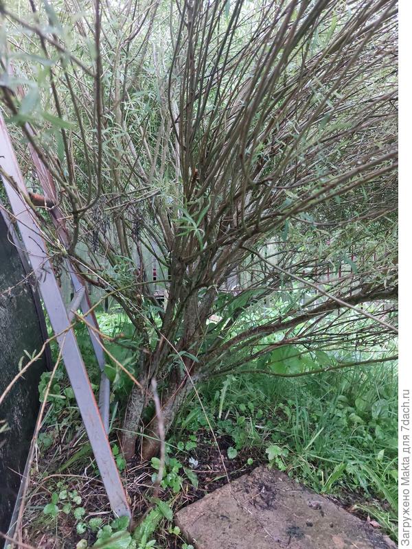 Тут "красавица" изнутри:), я подняла побеги. Лестница стоит, я залезла на чердак гостевого домика.