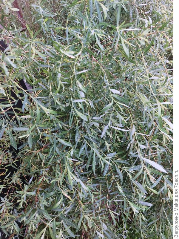 Ветки этого года, без дождя они "смотрят" вверх.